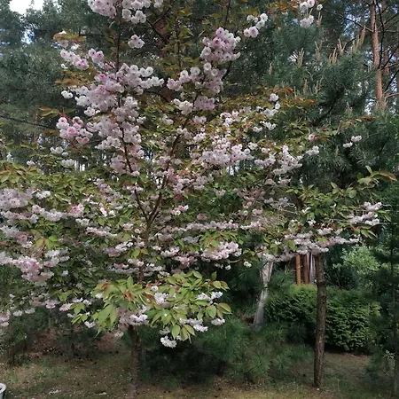 Modern Barn- 3 Tylko 800m Od Suntago Ranczo Gold Mania * Krzyzowka (Zyrardow)